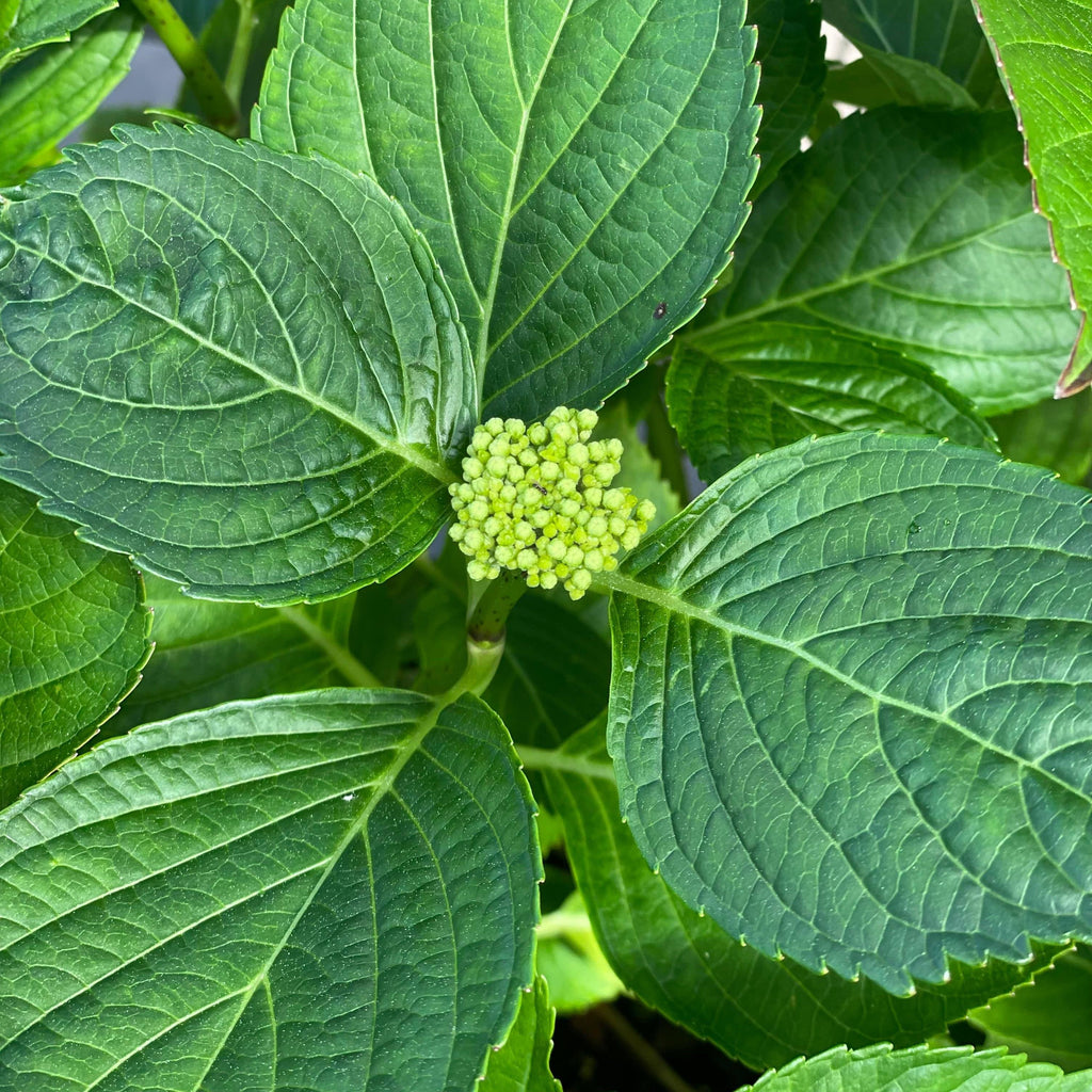 Hydrangea - LA Dreamin'® 5 gallon - Hicks Nurseries