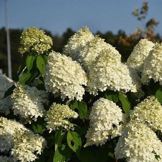 Hydrangea - Limelight - 5 gallon - Hicks Nurseries