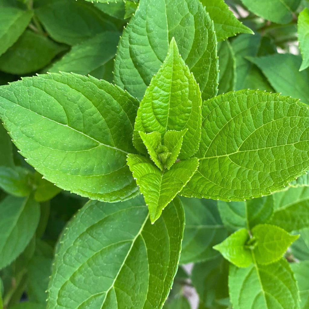 Hydrangea - Limelight - 5 gallon - Hicks Nurseries
