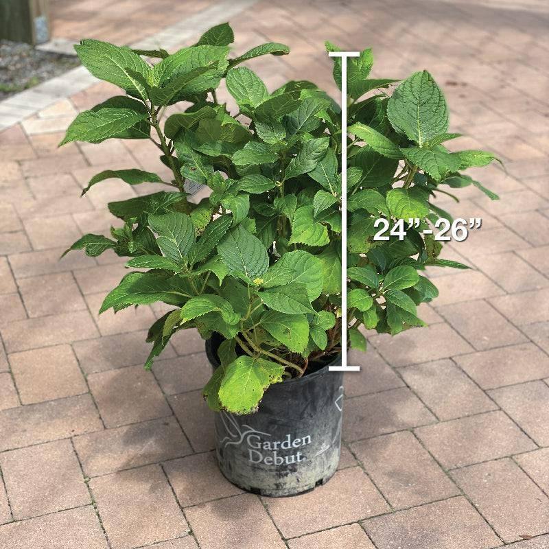 Hydrangea - Nantucket Blue - 5 gallon - Hicks Nurseries