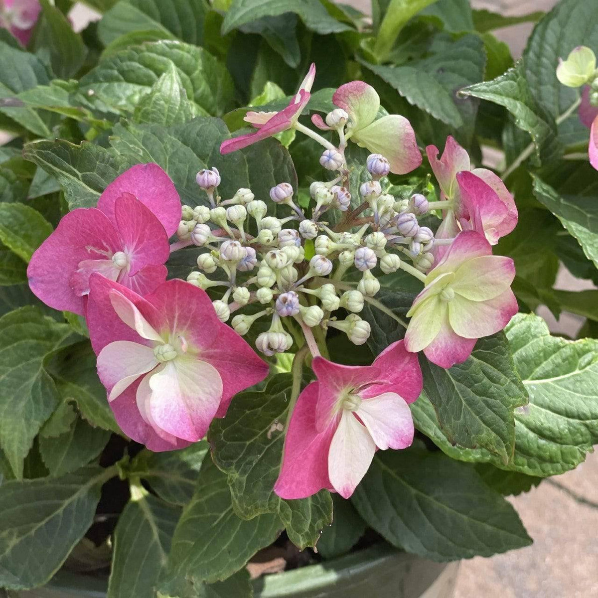 Hydrangea - Seaside Serenade® Cape May 2-gallon