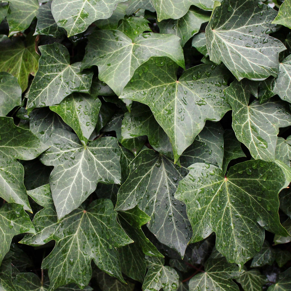 Ivy - English - Half Flat - Hicks Nurseries