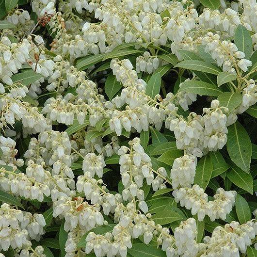 Japanese Andromeda - Cavatine - 3 gallon - Hicks Nurseries