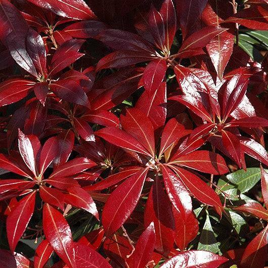 Japanese Andromeda - Katsura - 3 gallon - Hicks Nurseries