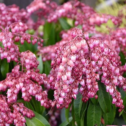 Pieris Katsura Shrubs For Sale Online