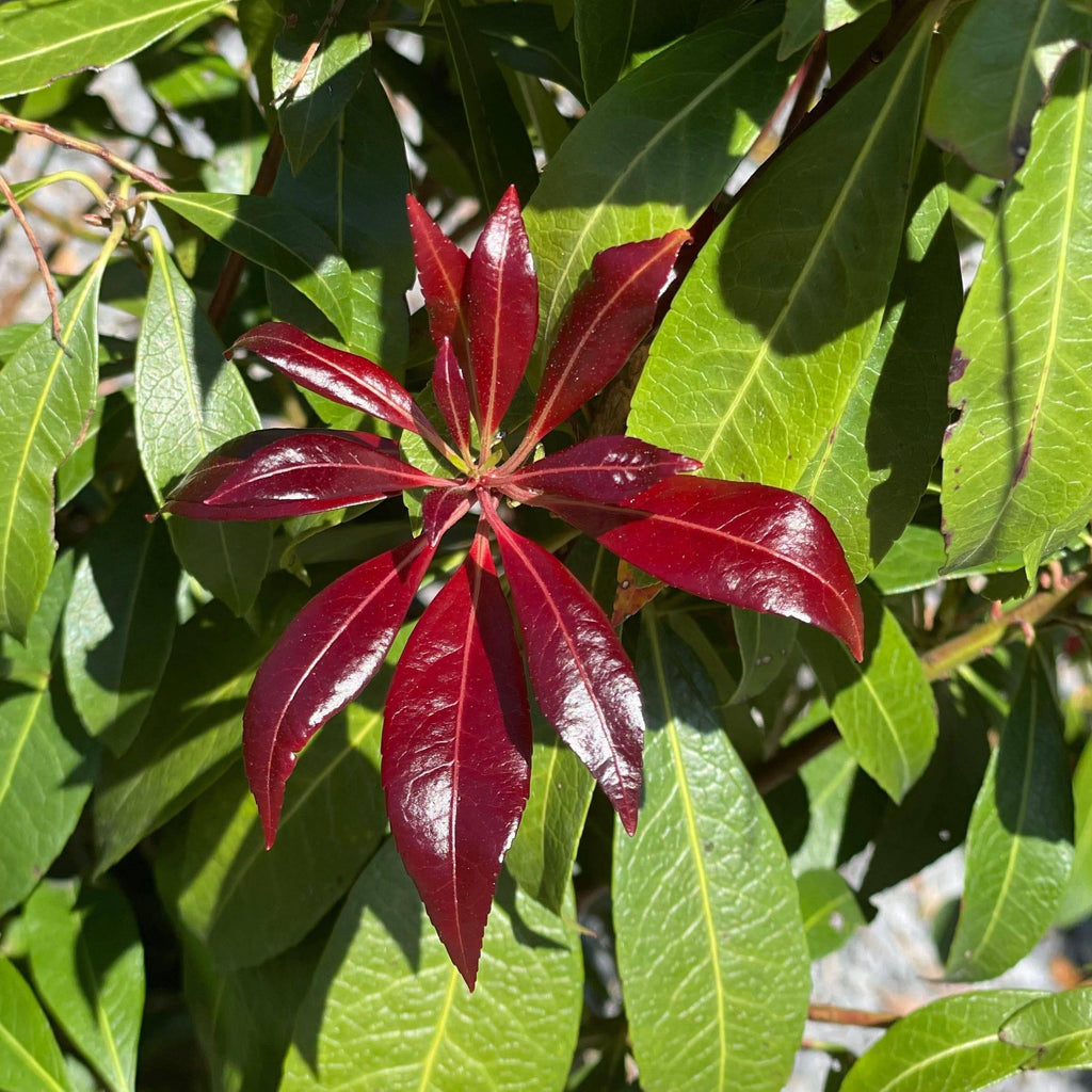 Japanese Andromeda - Katsura - 3 gallon - Hicks Nurseries
