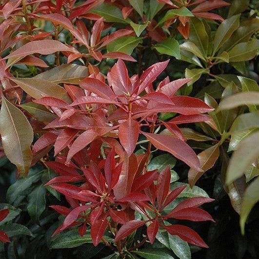 Japanese Andromeda - Mountain Fire - 3 gallon - Hicks Nurseries