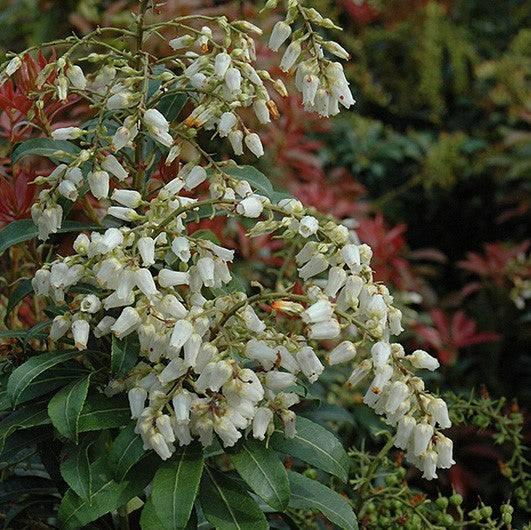 andromeda shrub