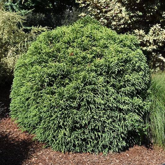 Japanese Cedar - Dwarf Globe - 3 gallon - Hicks Nurseries