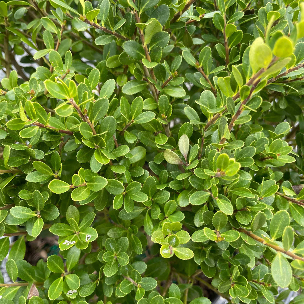 Japanese Holly - Compacta - 3 gallon - Hicks Nurseries