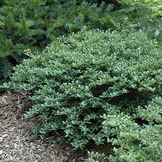 Japanese Holly - Helleri - 3 gallon - Hicks Nurseries