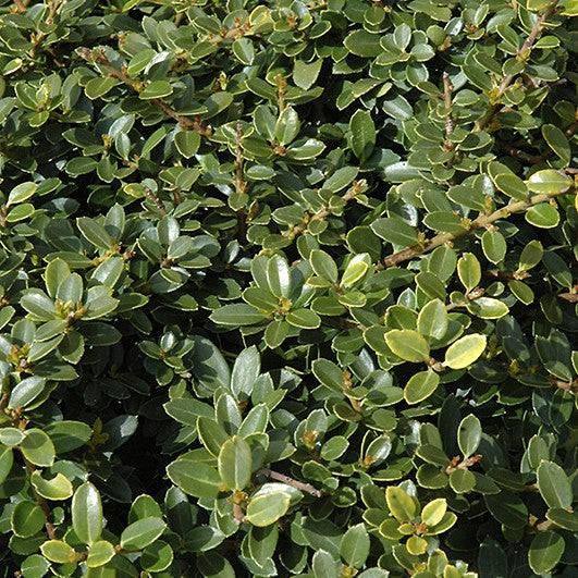 Japanese Holly - Helleri - 3 gallon - Hicks Nurseries
