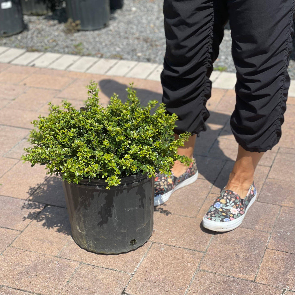 Japanese Holly - Helleri - 3 gallon - Hicks Nurseries