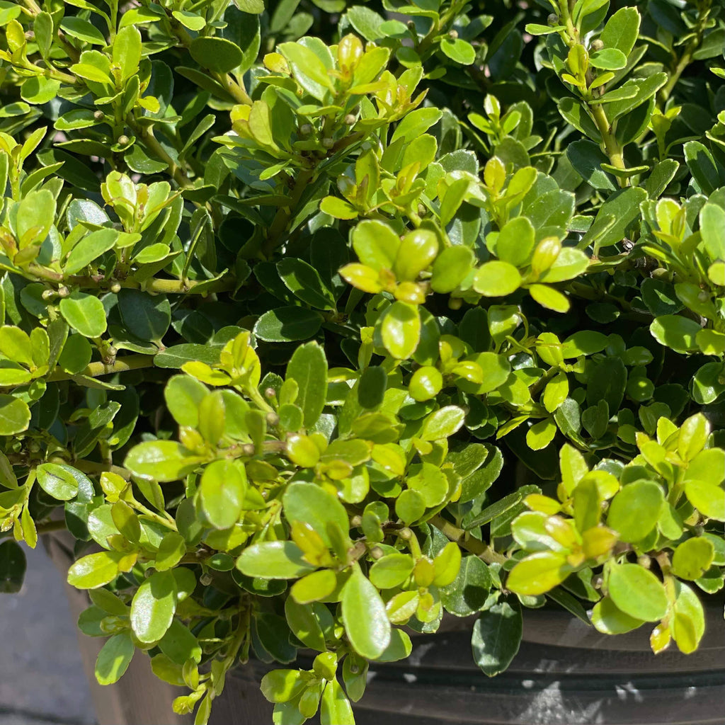 Japanese Holly - Helleri - 3 gallon - Hicks Nurseries