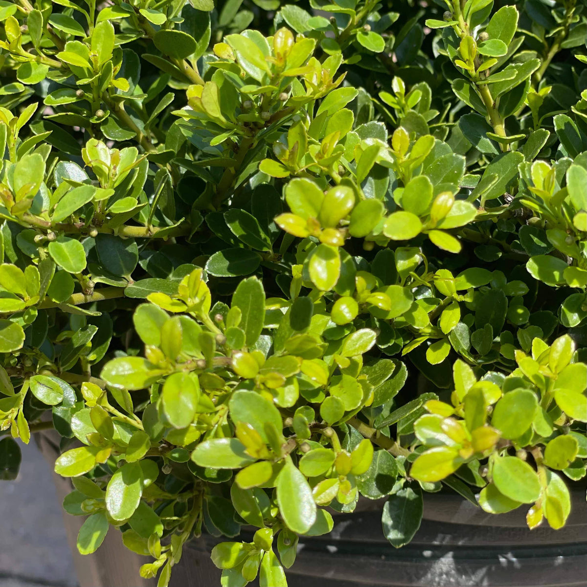 Japanese Holly - Helleri - 3 gallon