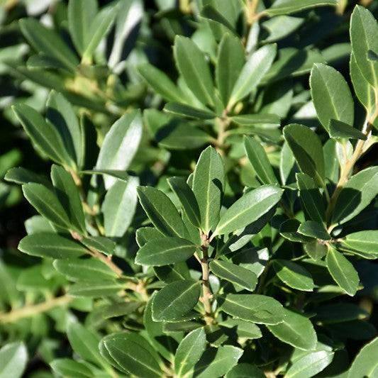 Japanese Holly - Hoogendorn - 3 gallon - Hicks Nurseries