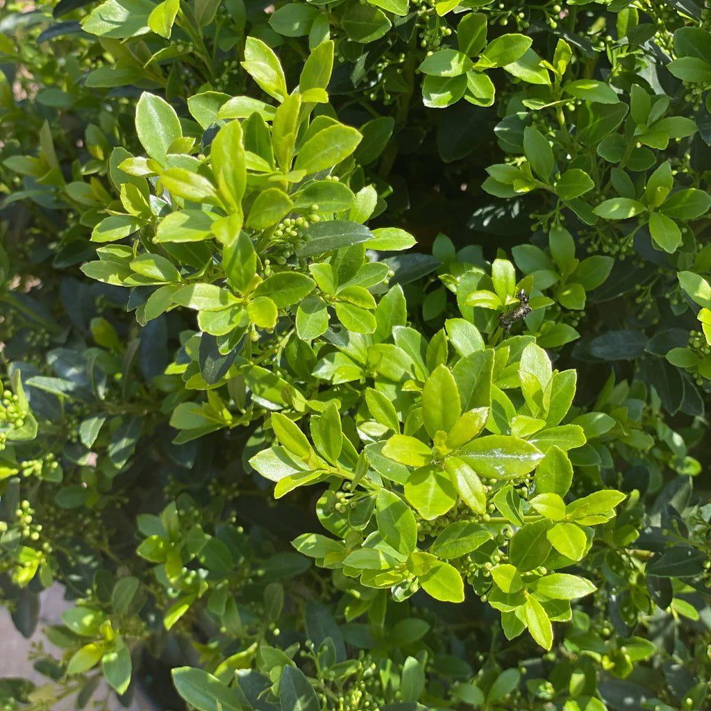 Japanese Holly - Hoogendorn - 3 gallon - Hicks Nurseries