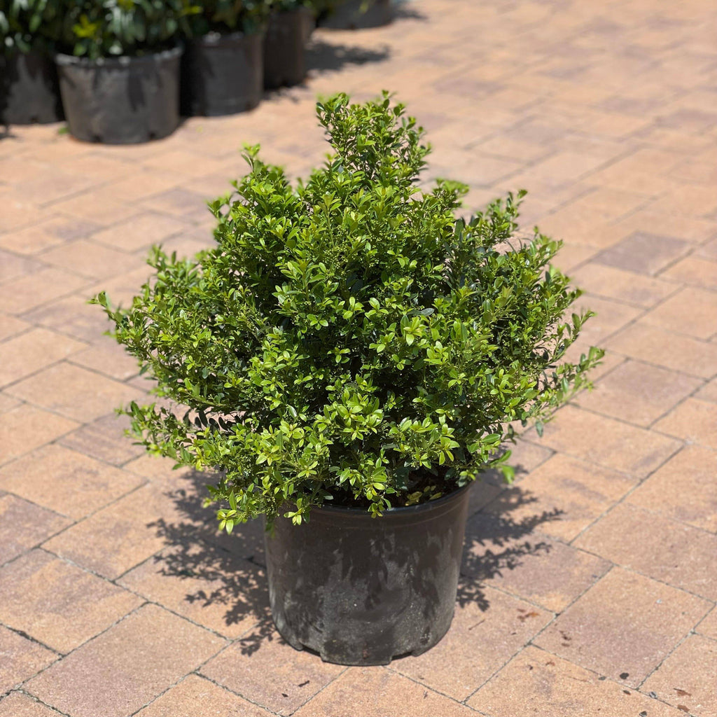 Japanese Holly - Hoogendorn - 3 gallon - Hicks Nurseries