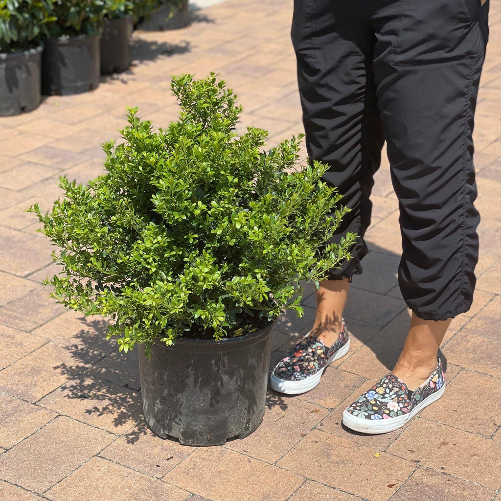 Japanese Holly - Hoogendorn - 3 gallon - Hicks Nurseries