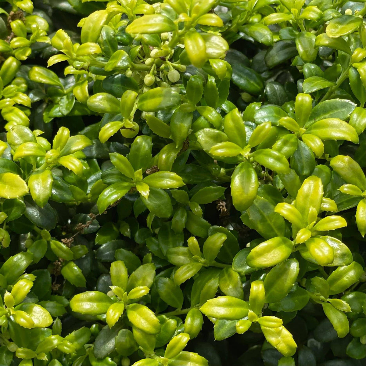 available-for-pickup-delivery-