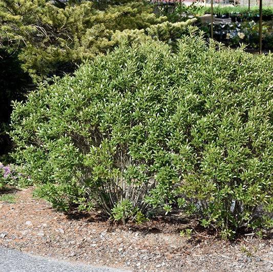 Japanese Holly - Steeds - 3 gallon