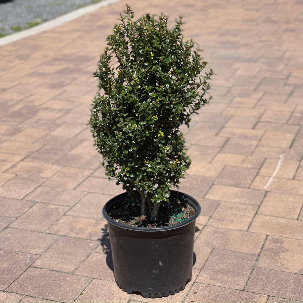 Japanese Holly - Steeds - 3 gallon - Hicks Nurseries