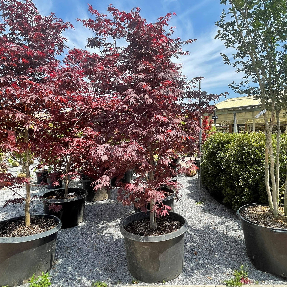 35 gallon plant pot Japanese Maple - Emperor I®