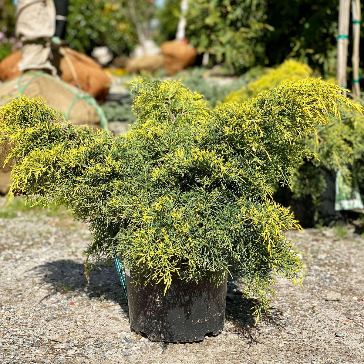 Gold Lace Juniper  Nature Hills Nursery