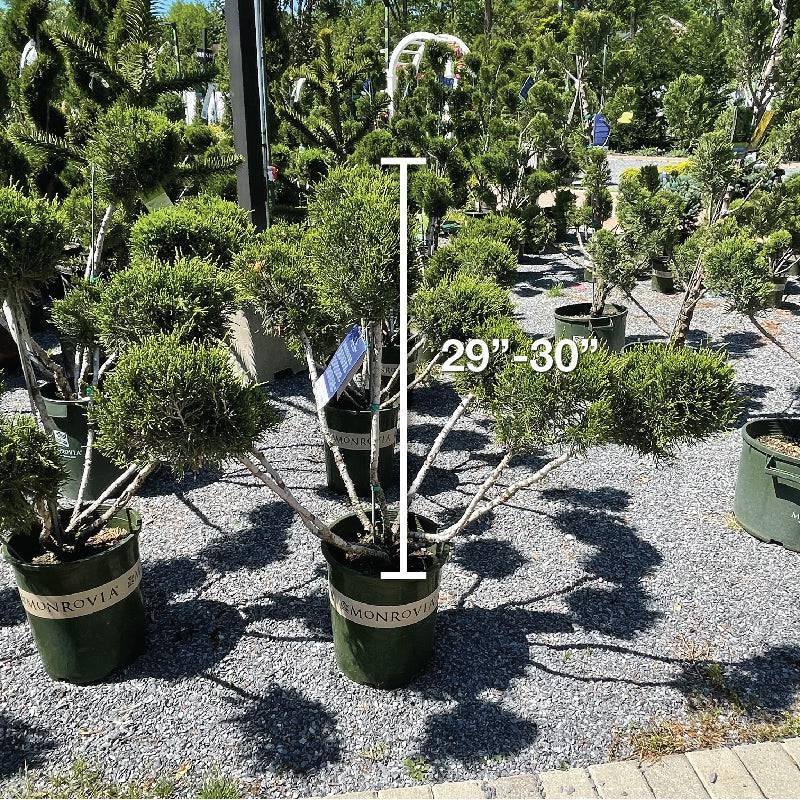 Juniper Mint Julep Pompom 5 gallon