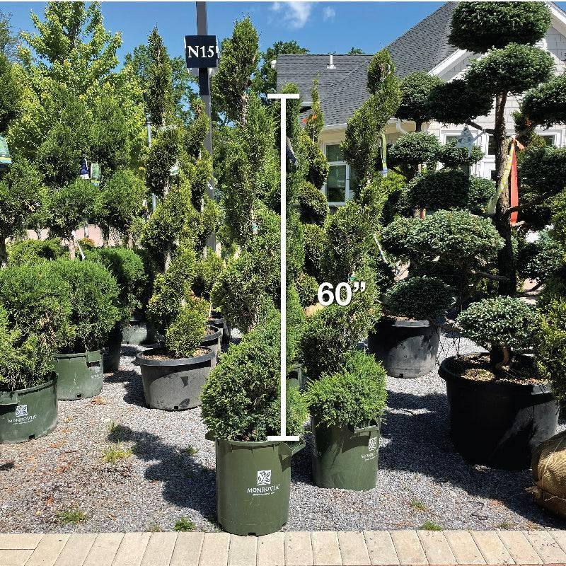 Juniper - Mint Julep Spiral - 7 gallon