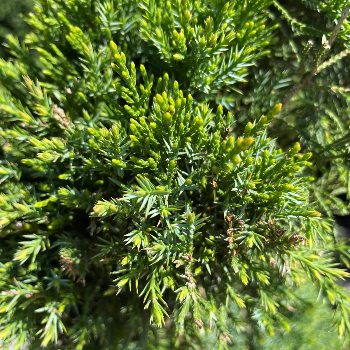 available-for-pickup-delivery-