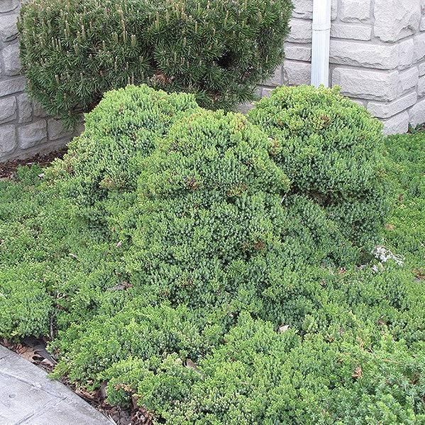 Juniper - Nana - 3 gallon - Hicks Nurseries