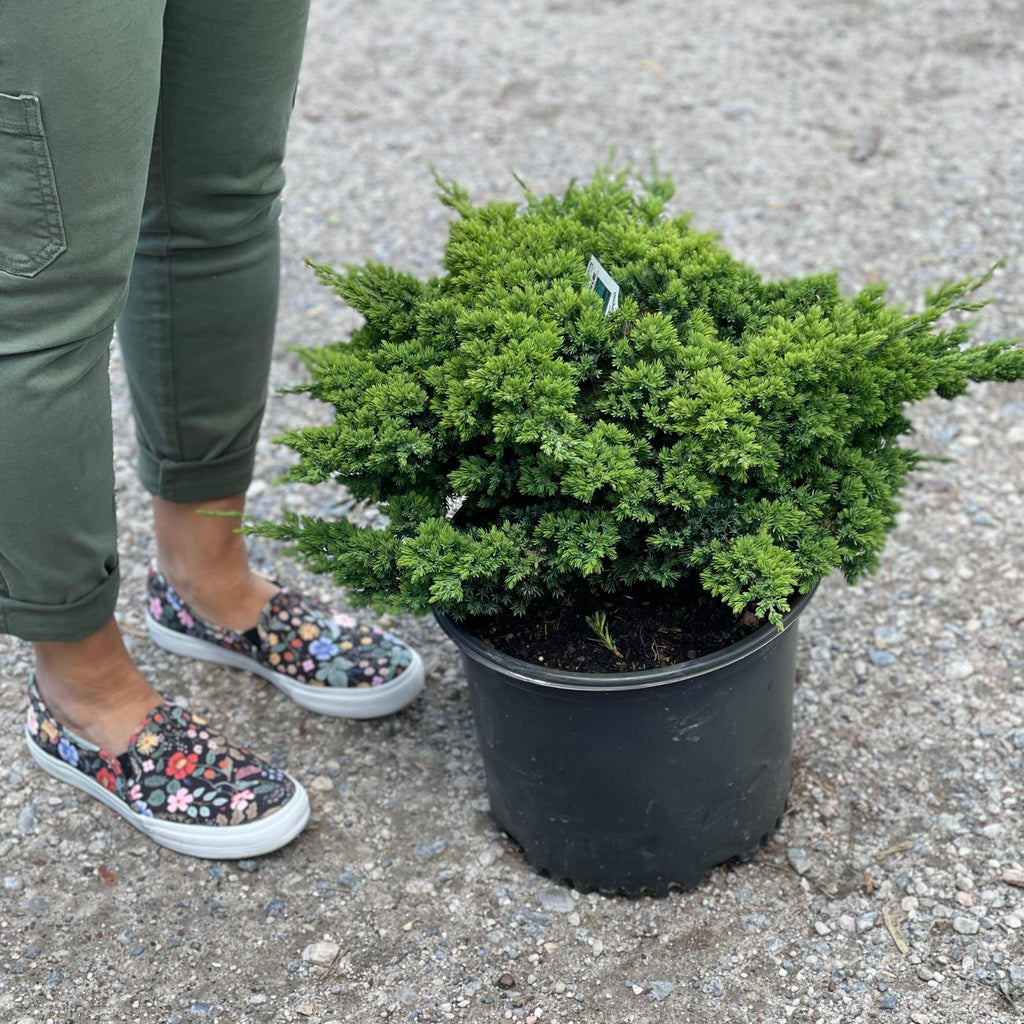 Juniper - Nana - 3 gallon - Hicks Nurseries