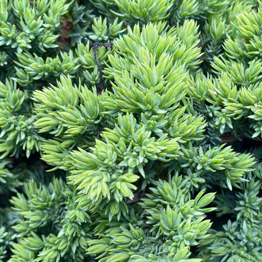 Juniper - Nana - 3 gallon - Hicks Nurseries
