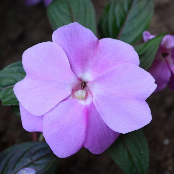 New Guinea Impatiens - 10-inch Tub - Hicks Nurseries