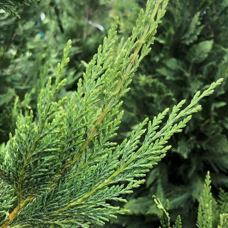 Leyland Cypress - 15 gallon - Hicks Nurseries