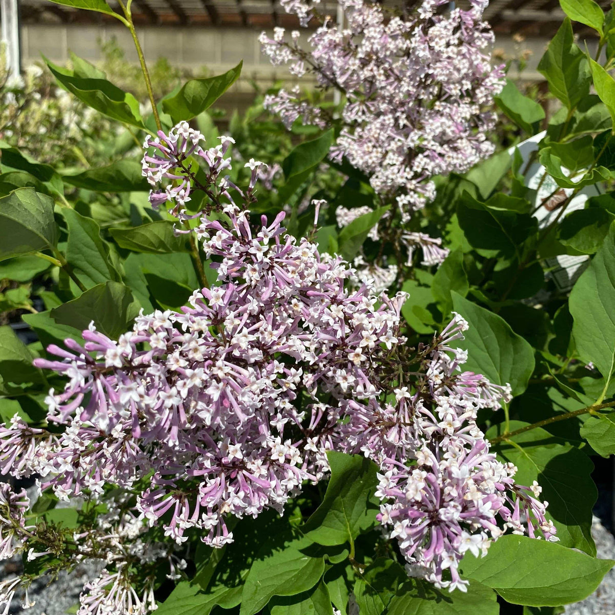 Lilac - Miss Kim - 3 gallon