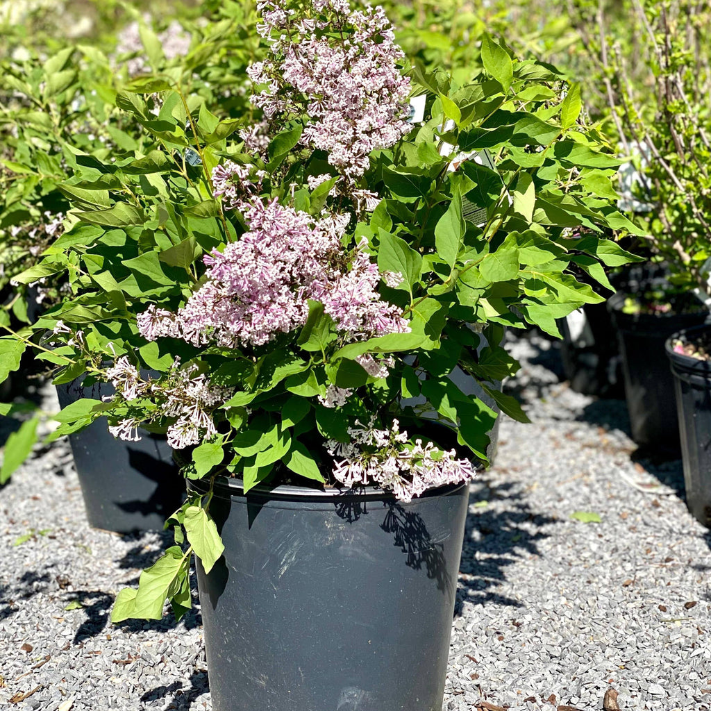 Lilac - Miss Kim - 3 gallon - Hicks Nurseries