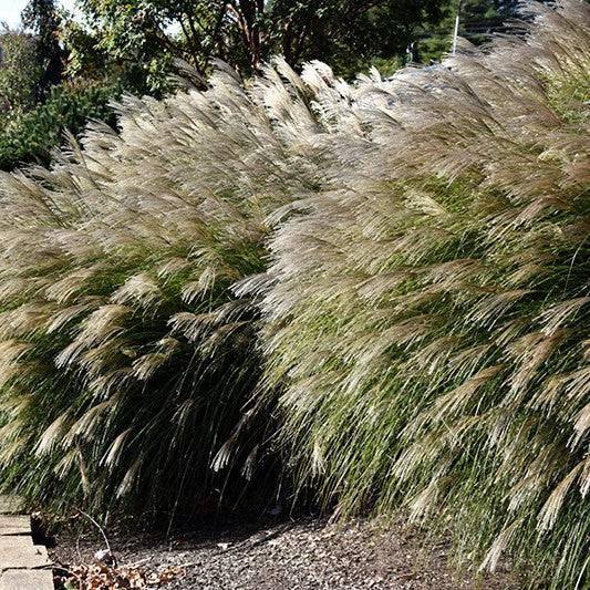 Maiden Grass - Gracillimus - 3 gallon - Hicks Nurseries