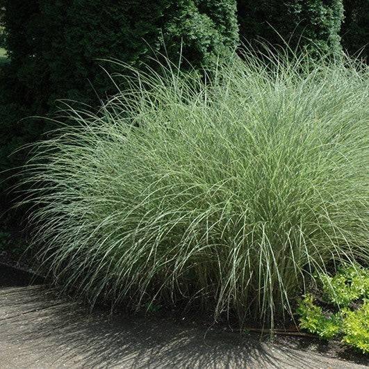 Maiden Grass - Morning Light - 3 gallon - Hicks Nurseries