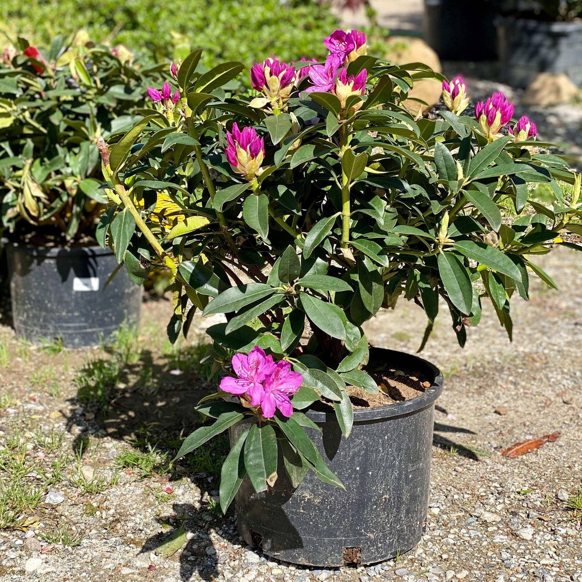 Rhododendron