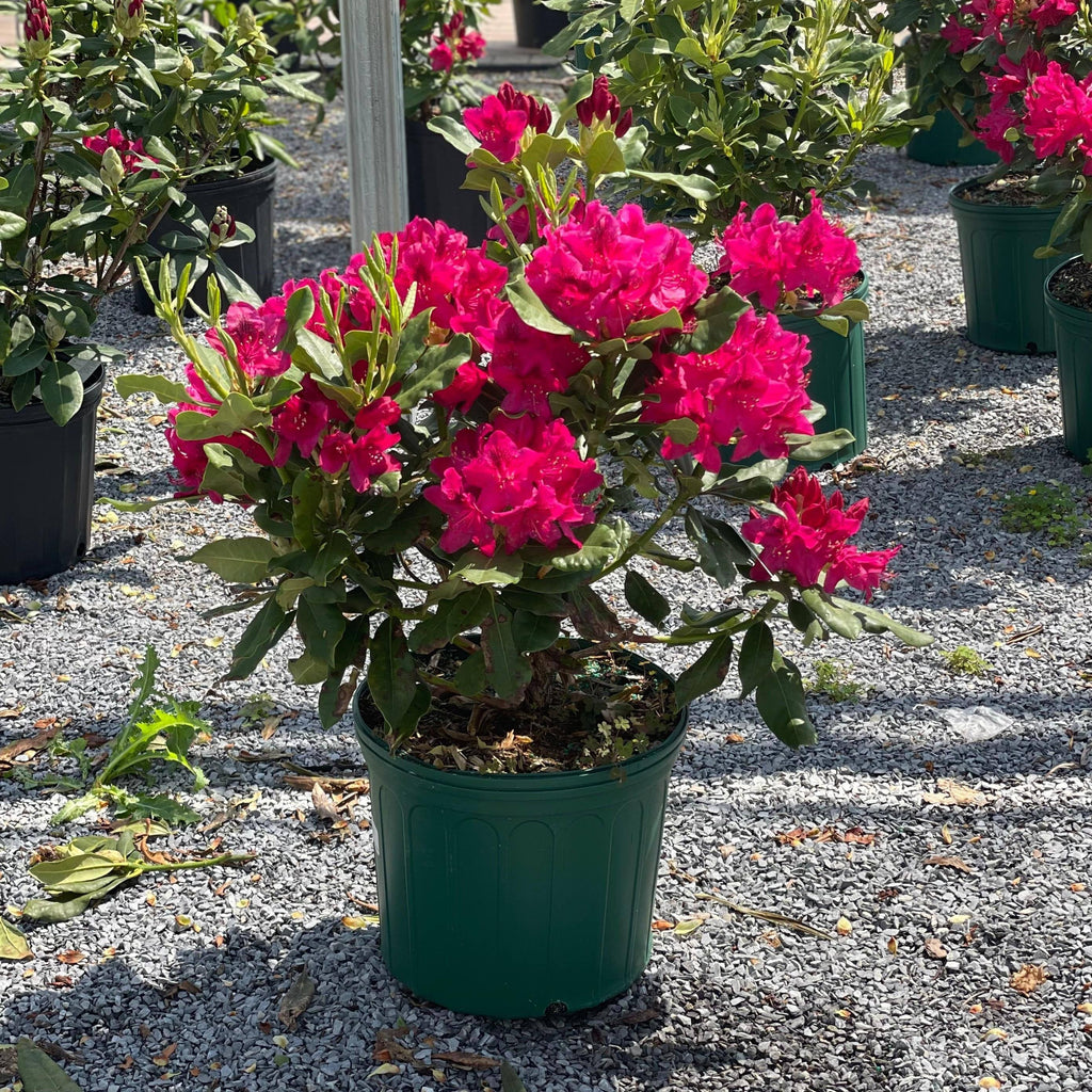 Rhododendron - Nova Zembla - 3 gallon - Hicks Nurseries