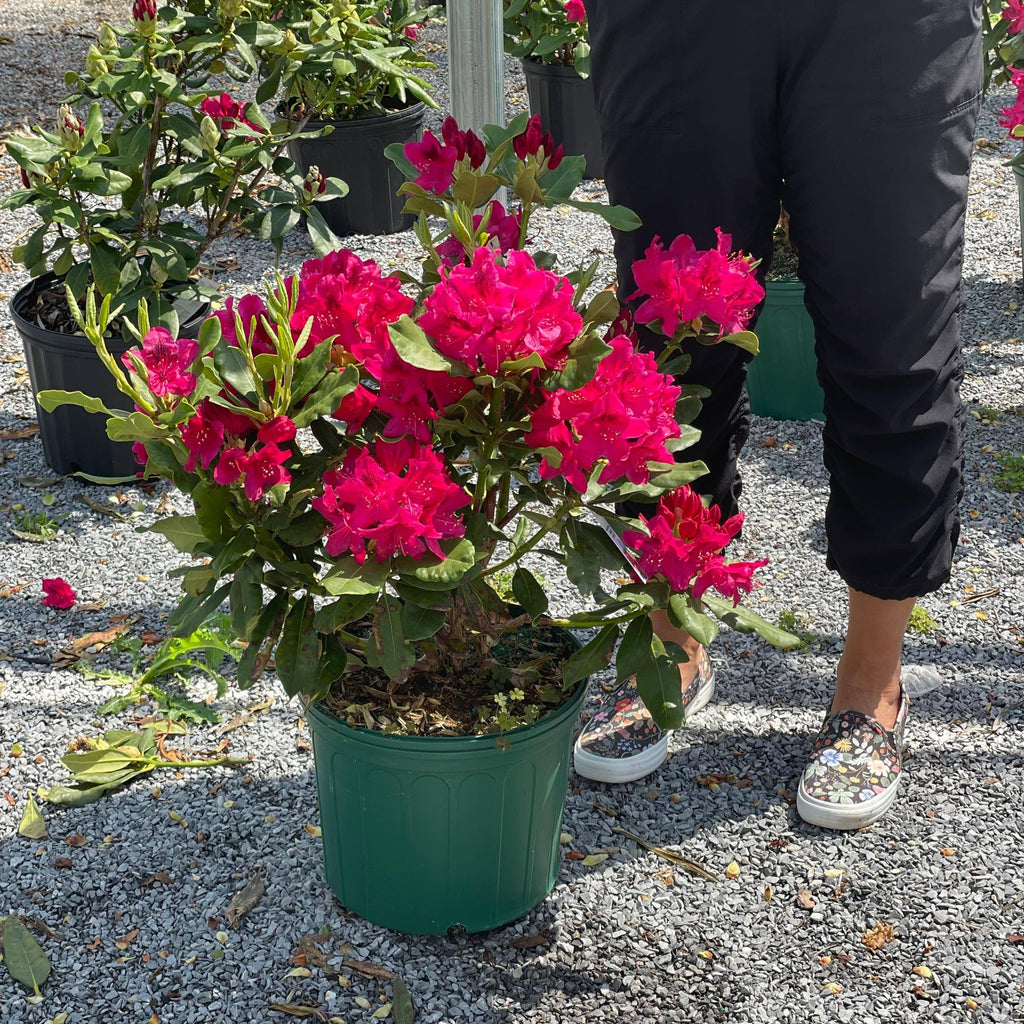 Rhododendron - Nova Zembla - 3 gallon - Hicks Nurseries
