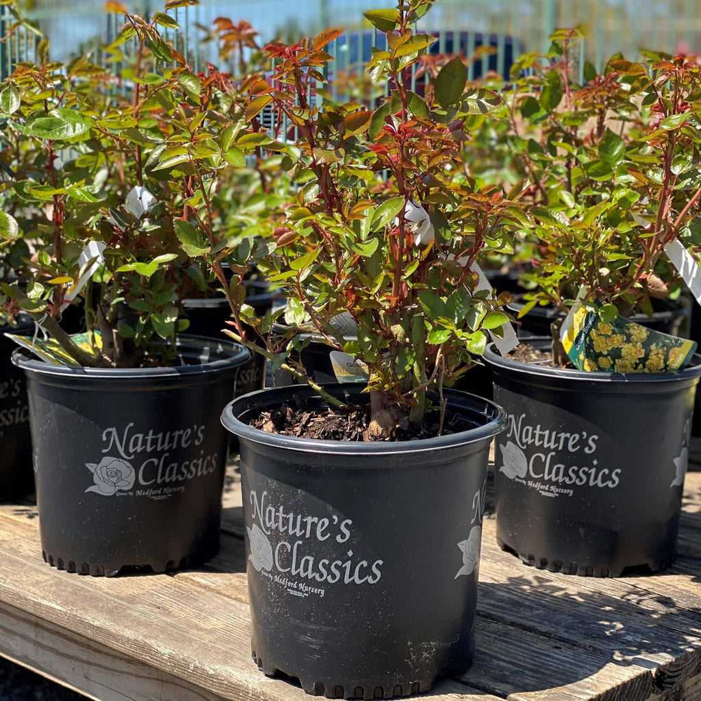 Rose - Climbing - Golden Showers - 3 gallon - Hicks Nurseries