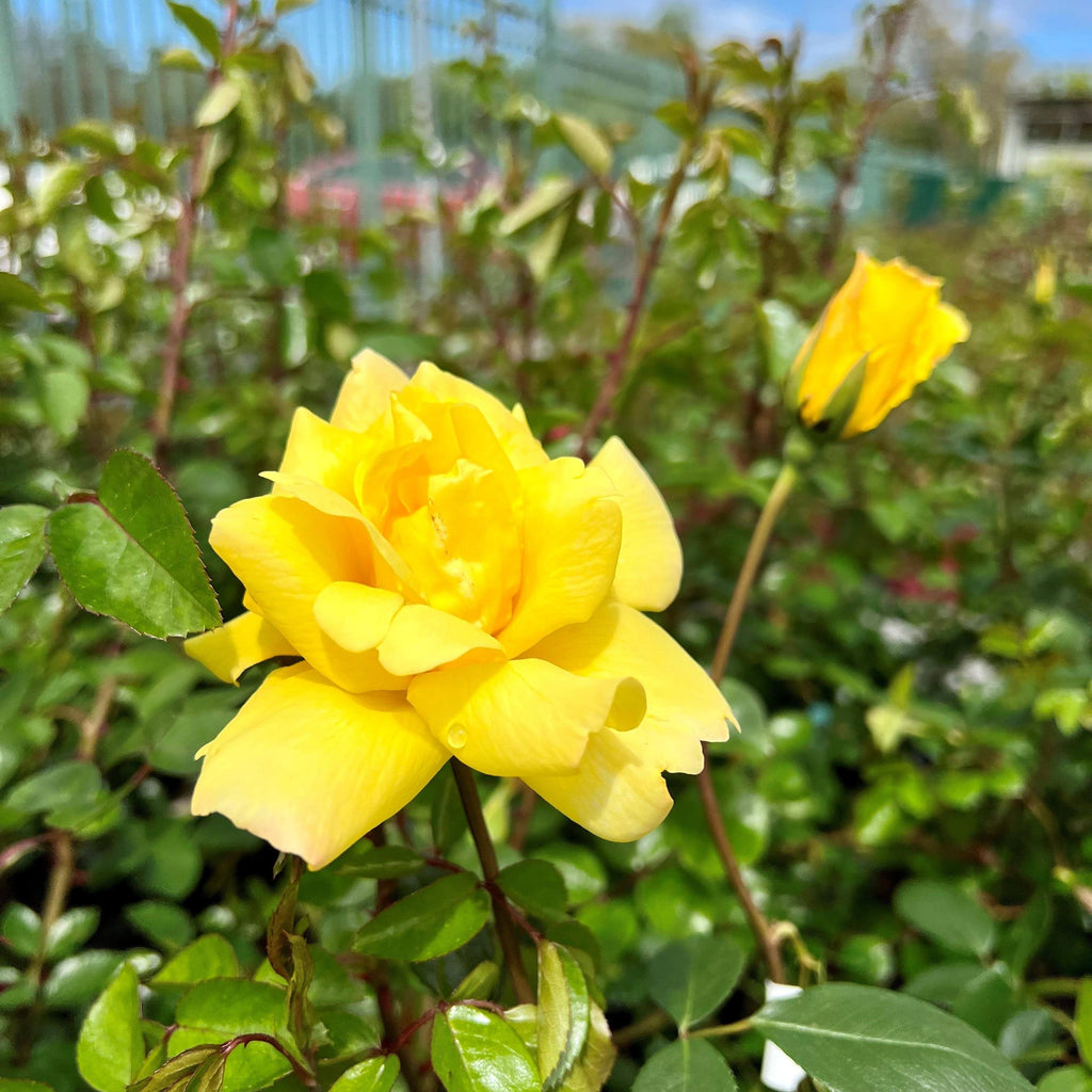 Rose - Climbing - Golden Showers - 3 gallon - Hicks Nurseries
