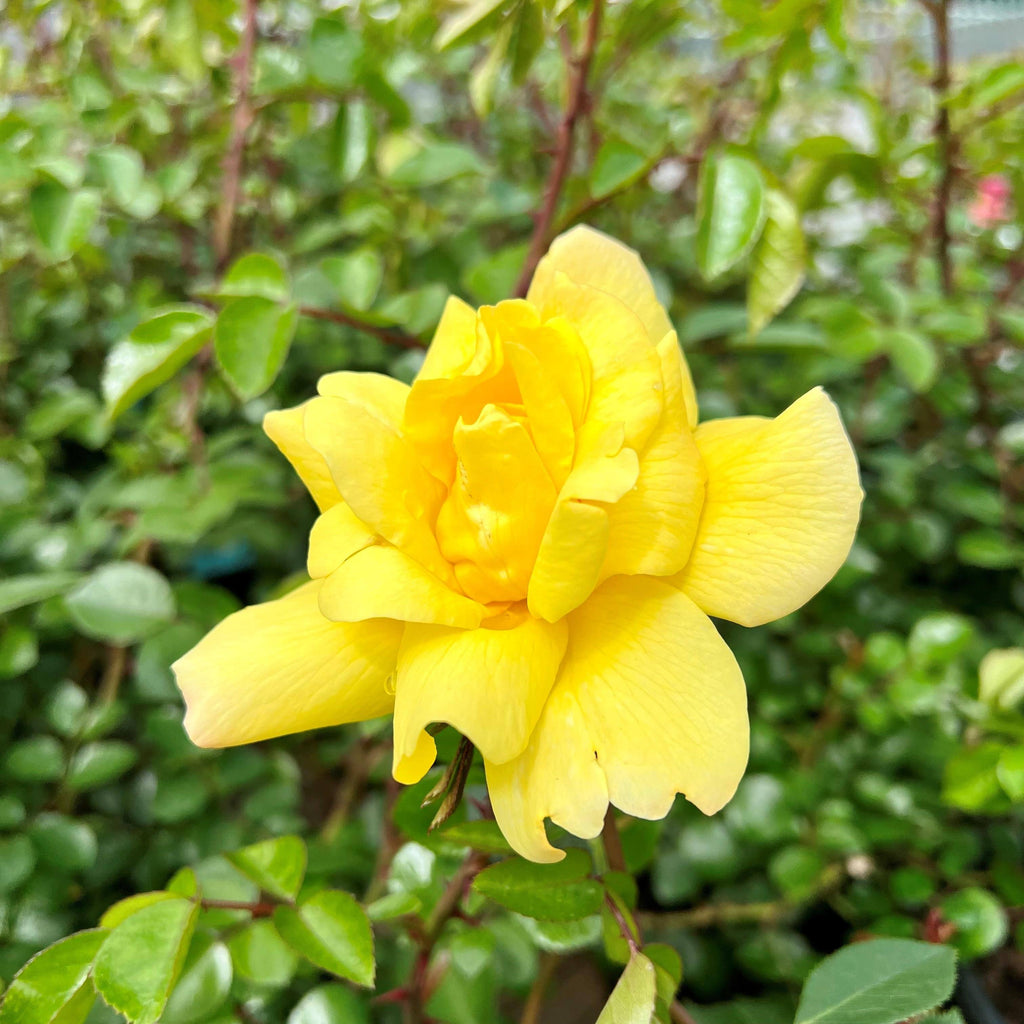 Rose - Climbing - Golden Showers - 3 gallon - Hicks Nurseries