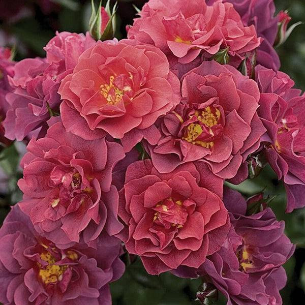 Rose - Floribunda - Cinco De Mayo - 3 gallon - Hicks Nurseries