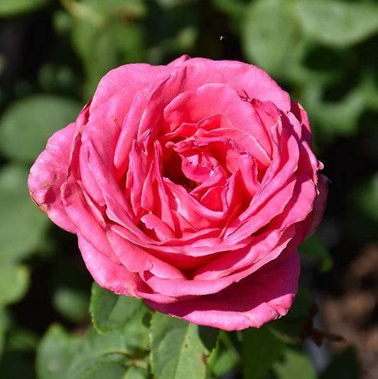 Rose - Hybrid Tea - Perfume Delight - 3 gallon - Hicks Nurseries