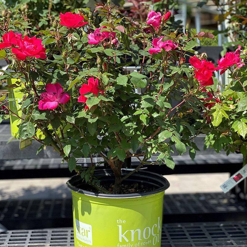 can you plant knockout roses in pots Rose - Knock Out® Red
