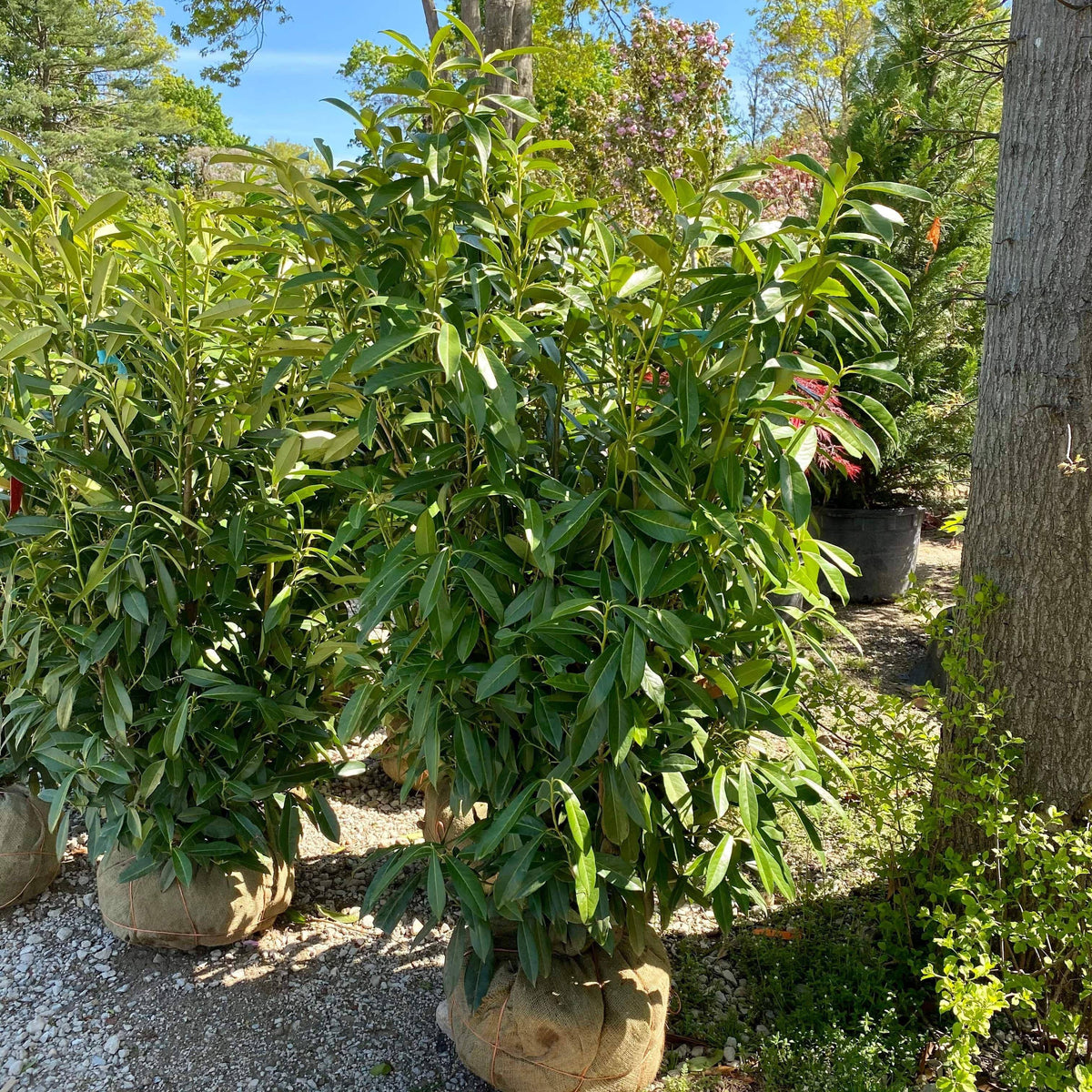 Skip Laurel 45' Balled and Burlapped